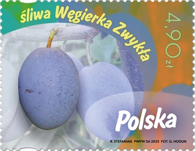 Znaczek pocztowy Owoce naszych sadów Śliwa Węgierka Zwykła emisja Poczta Polska 2025