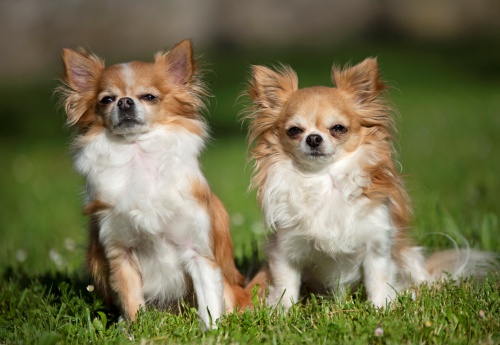 Dwa jasne psy rasy chihuahua na trawie
